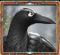 crow